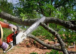 Best Lot and Land Clearing Services  in USA